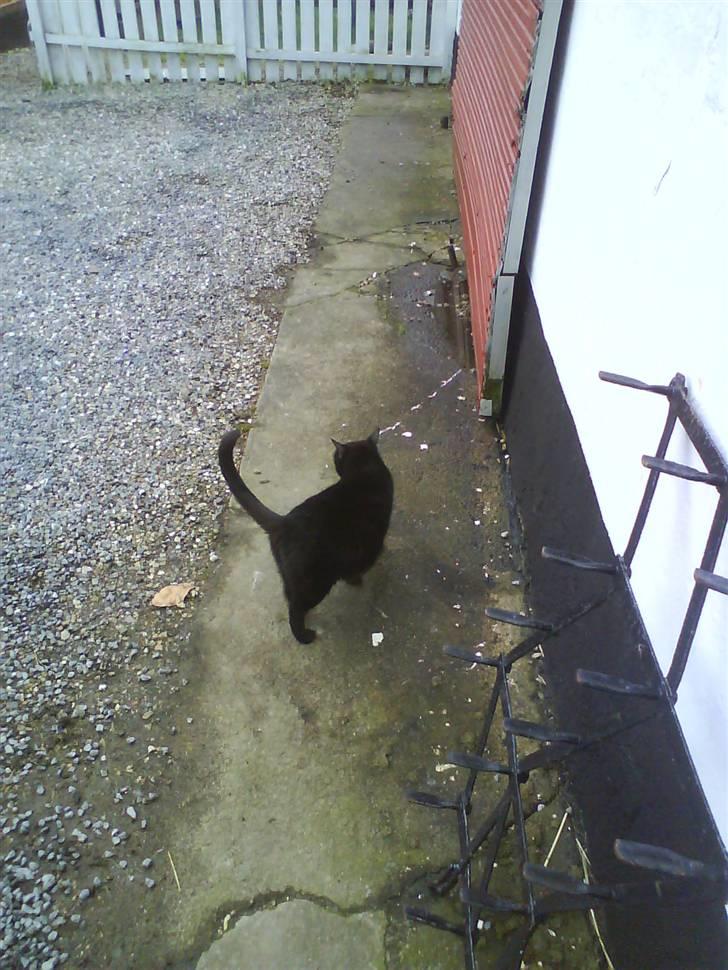 Blanding af racer Gismo billede 14