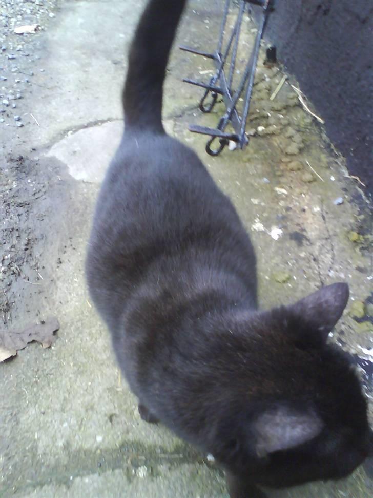 Blanding af racer Gismo billede 15