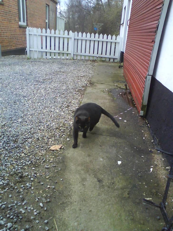 Blanding af racer Gismo billede 16