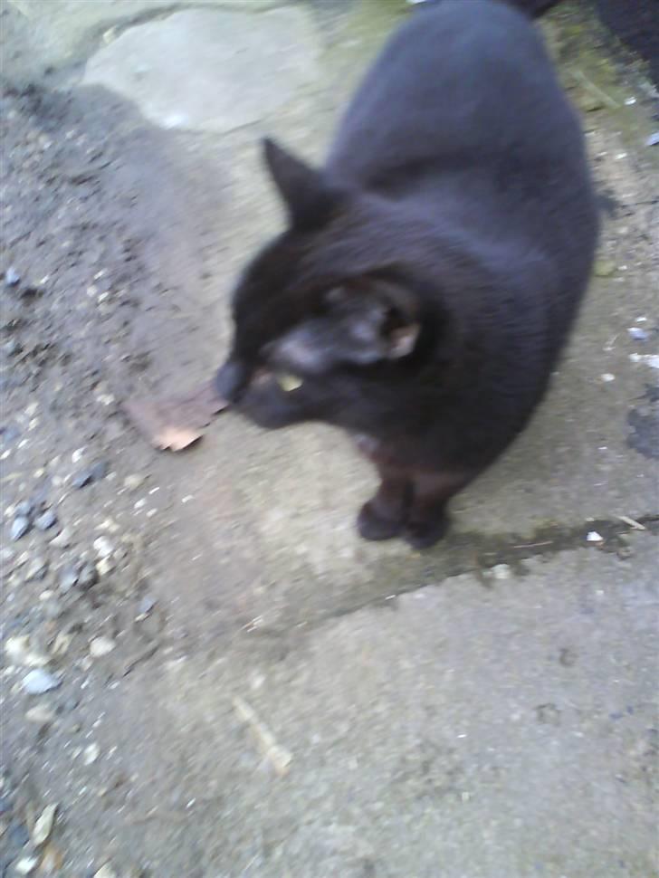 Blanding af racer Gismo billede 17