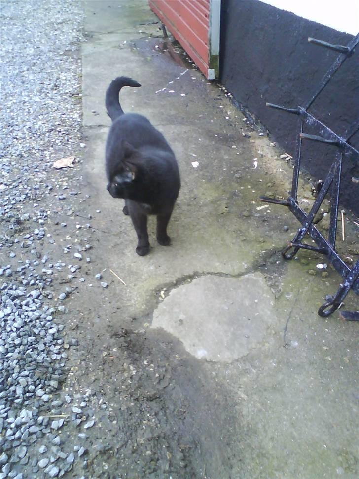 Blanding af racer Gismo billede 18