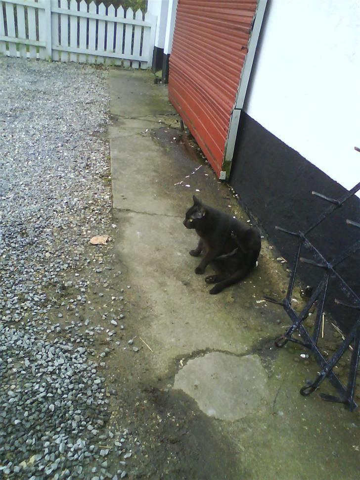 Blanding af racer Gismo billede 19