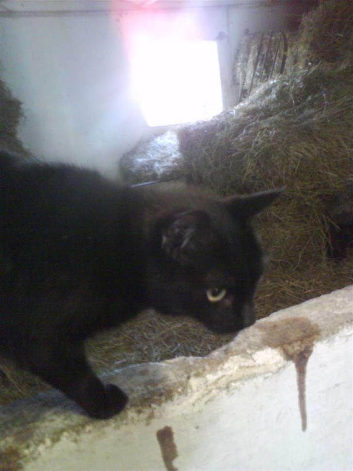 Blanding af racer Gismo billede 20