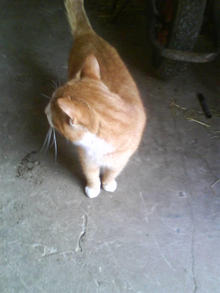 Blanding af racer Garfield billede 13