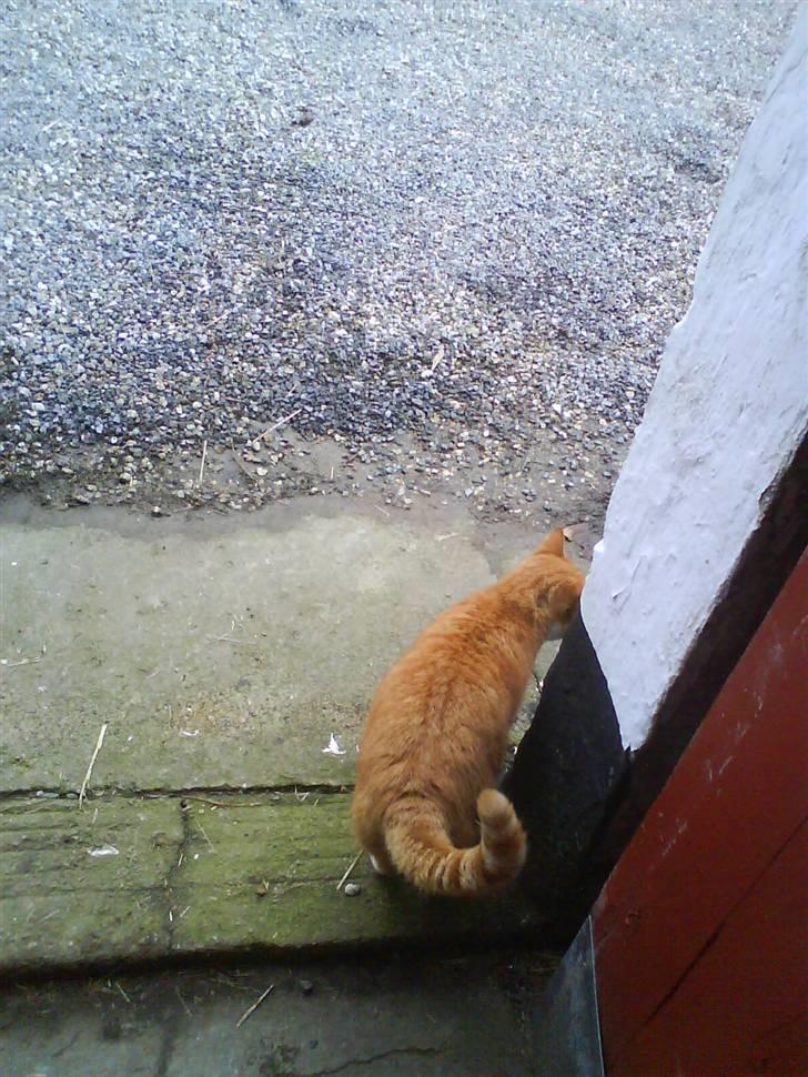 Blanding af racer Garfield billede 14