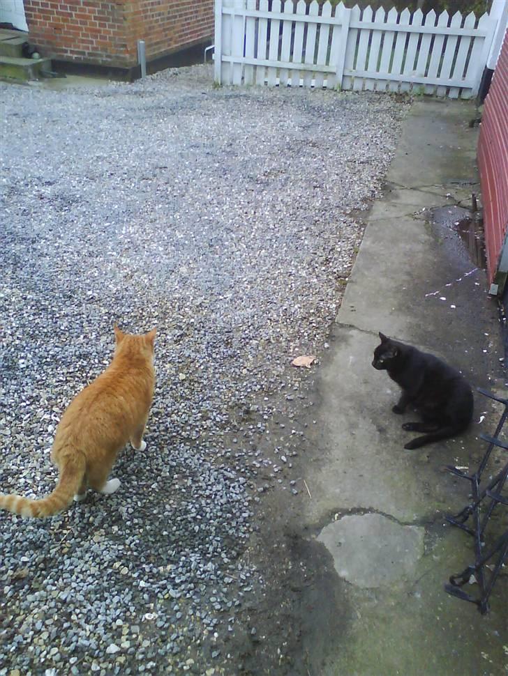 Blanding af racer Garfield billede 15