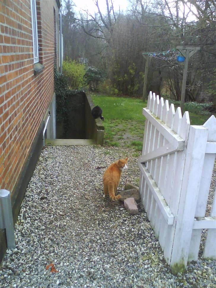 Blanding af racer Garfield billede 16