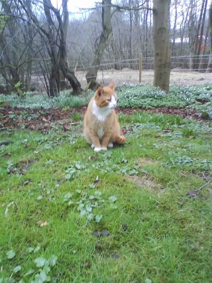 Blanding af racer Garfield billede 17