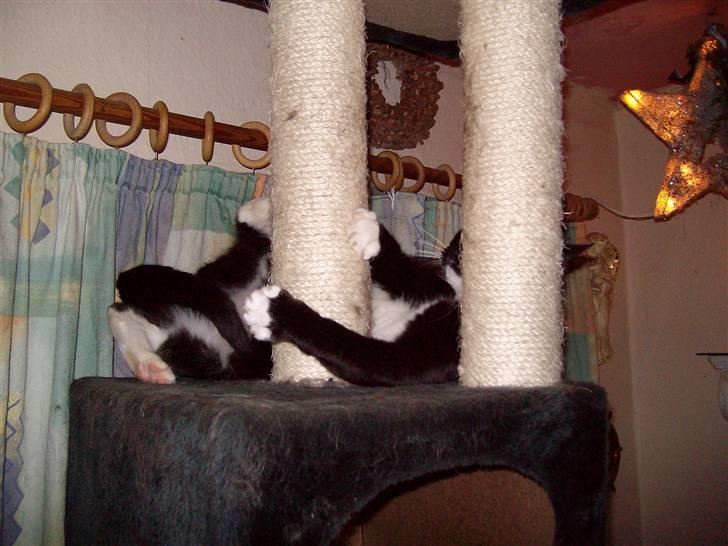 Blanding af racer fie - Søde Fie går amok på sin egen hale ,resten i album  billede 8