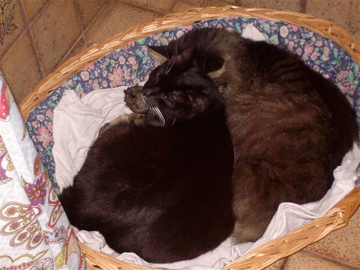 Blanding af racer fie - Fie og hendes mand Digger  billede 9