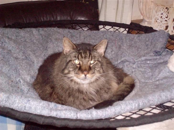 Maine Coon Digger    R:I:P: - hej mor  min tur til sansegynge ;) billede 12