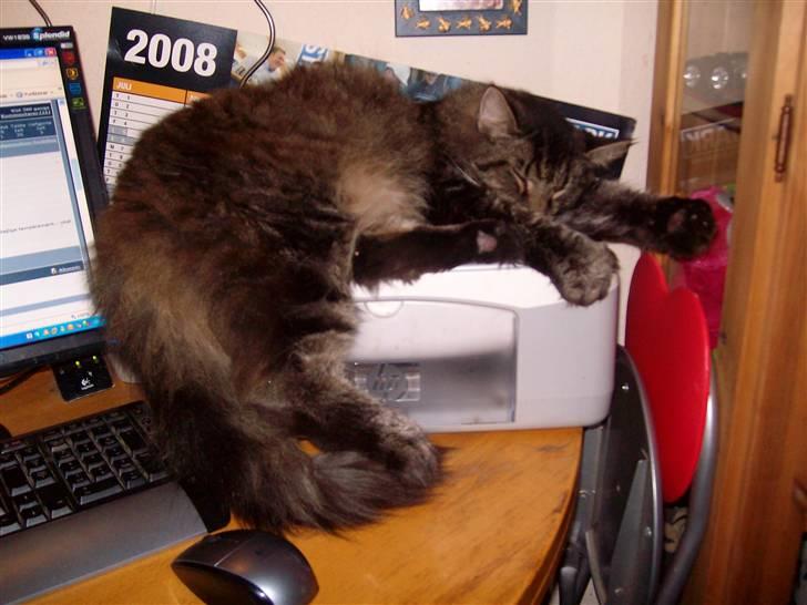 Maine Coon Digger    R:I:P: - Digger sover på printer billede 13