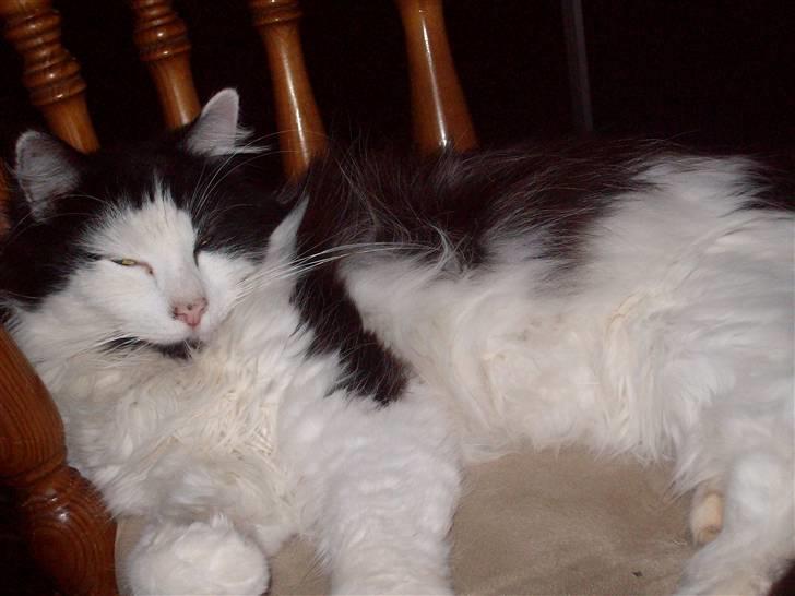 Blanding af racer Pussi - r  billede 14