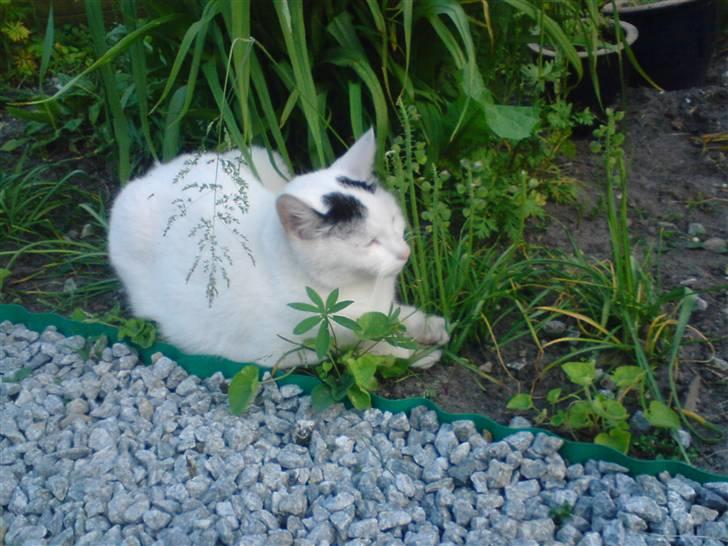 Huskat Zuma - Zuma er fed!! billede 1