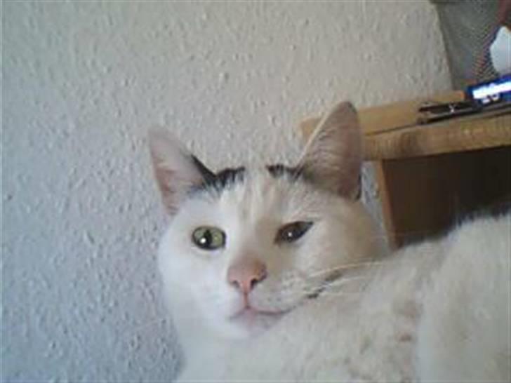 Huskat Zuma - Zuma ser vildt komisk ud! billede 2