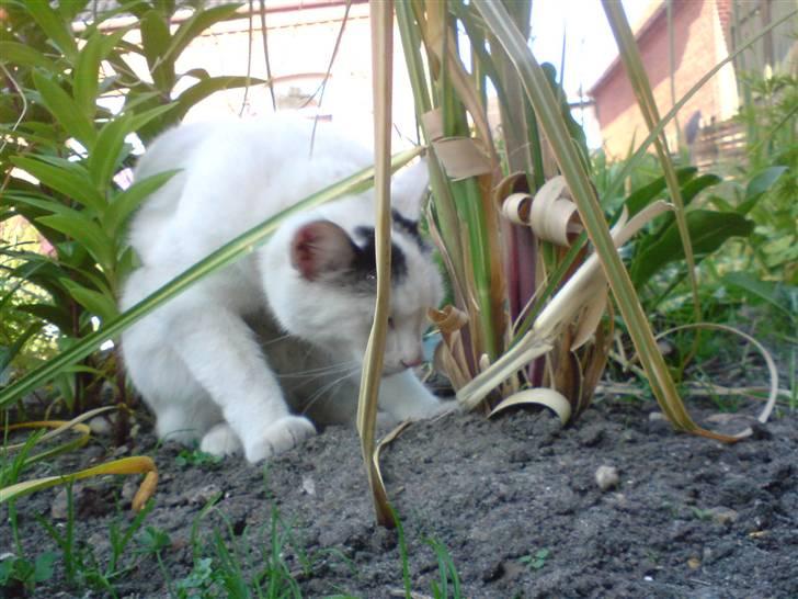 Huskat Zuma - Zuma tro den er i en Jungle billede 3