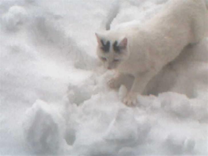 Huskat Zuma - Zuma i snen billede 4