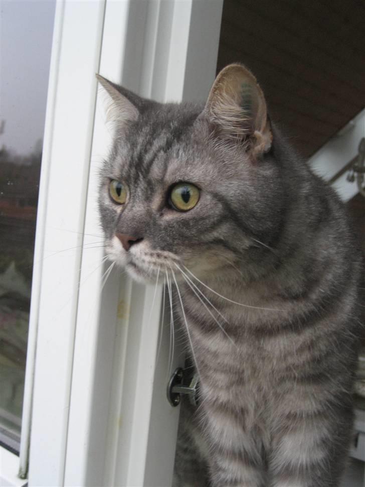 Blanding af racer spider - WOW det sner udenfor billede 5