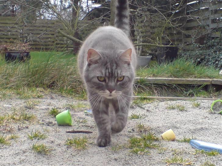 Blanding af racer spider billede 6