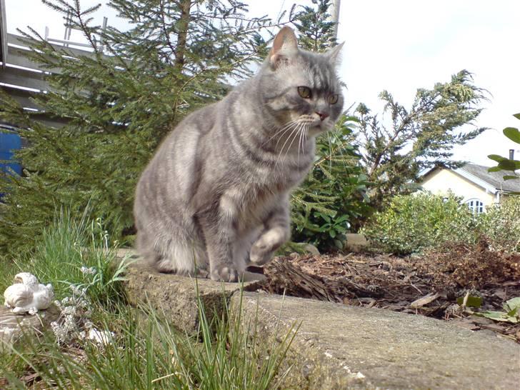 Blanding af racer spider billede 7