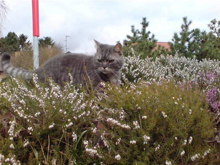 Blanding af racer spider billede 8