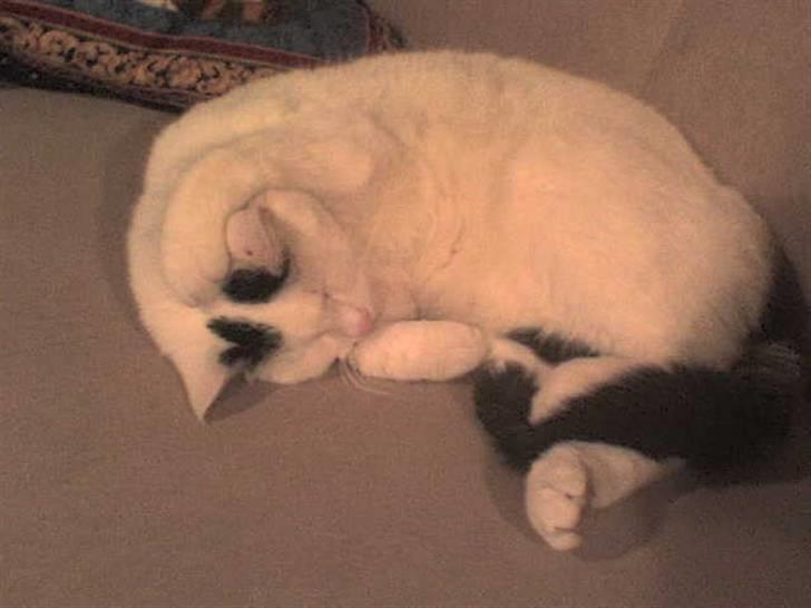 Huskat Zuma billede 5