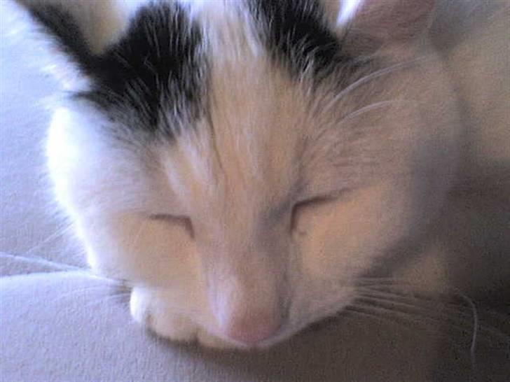 Huskat Zuma billede 6