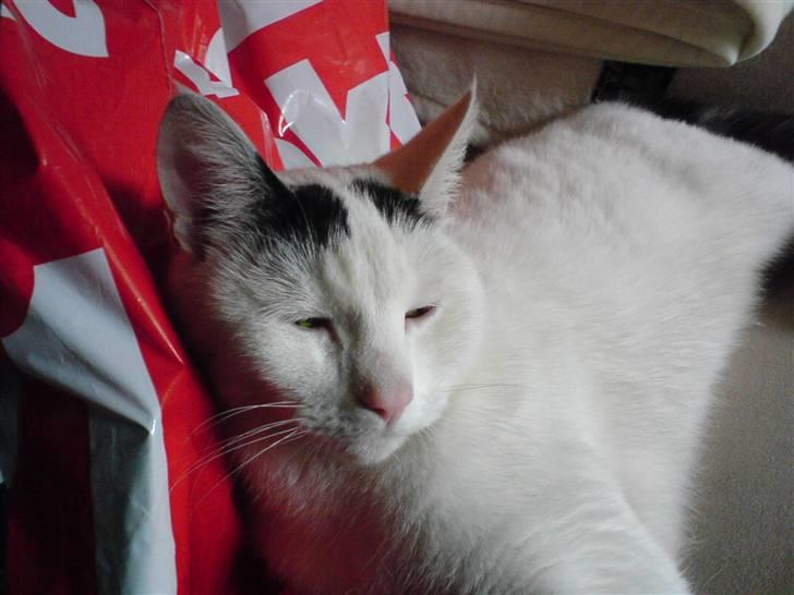 Huskat Zuma billede 7