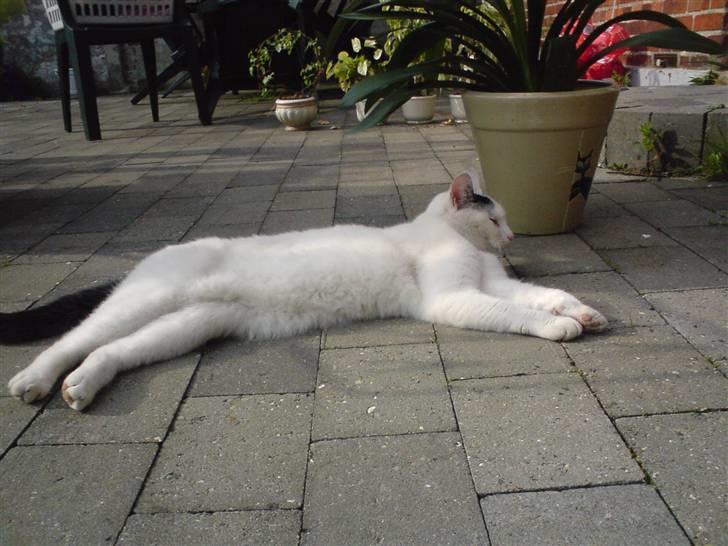 Huskat Zuma billede 8