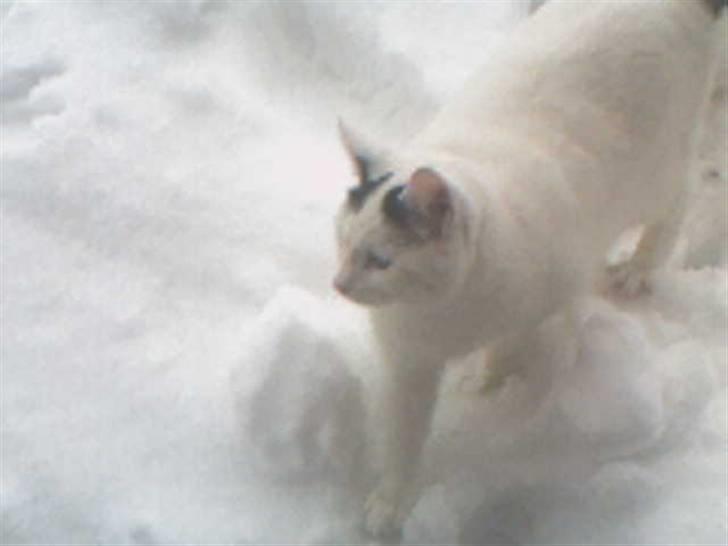 Huskat Zuma billede 9