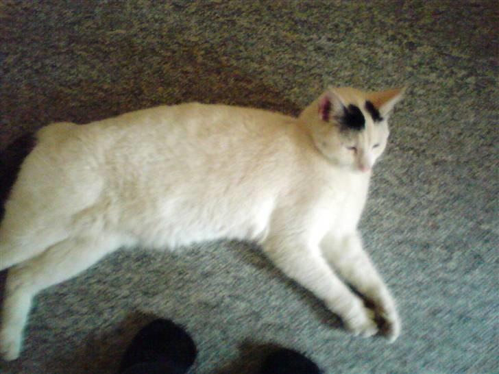 Huskat Zuma billede 10