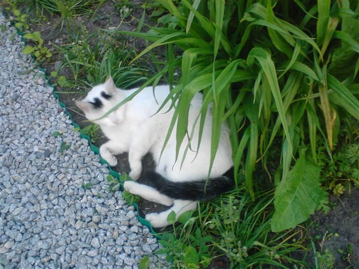 Huskat Zuma billede 11