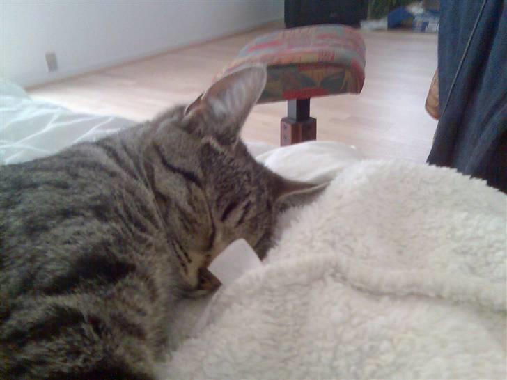 Blanding af racer Victoria - victoria. billede 1