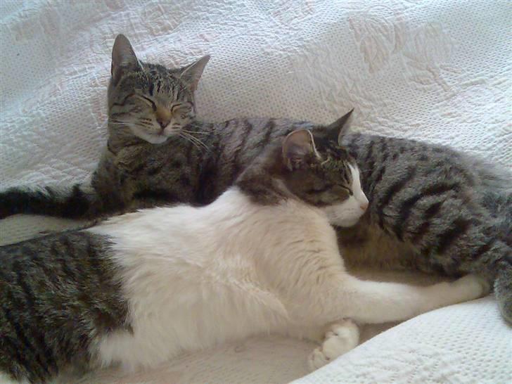 Blanding af racer Victoria - victoria og hendes søster miracle. billede 2