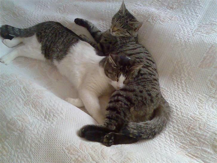 Blanding af racer Victoria - victoria og hendes søster miracle. billede 3