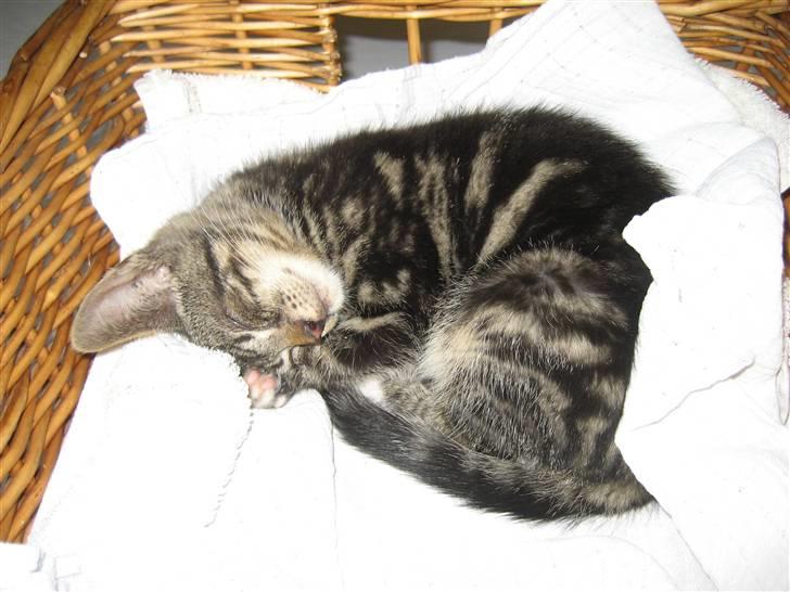 Huskat Mango - Dagen hvor vi fik Mango. Han var sammen med sit kuld blevet hentet i en hestestald. Da jeg så ham kunne jeg ikke andet end at tage ham med hjem.  billede 1