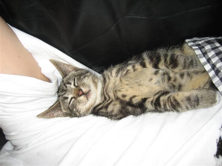 Huskat Mango - Mango ligger i arm... knapt 3 1/2 mdr. gl billede 2