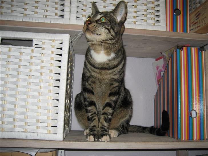 Huskat Mango - Mango knapt halvandet år. Hygger sig med god udsigt fra reol billede 3