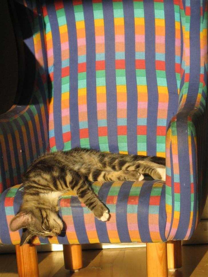 Huskat Mango - Mango godt og vel 3 1/2 mdr. Slapper af i lille lænestol billede 4