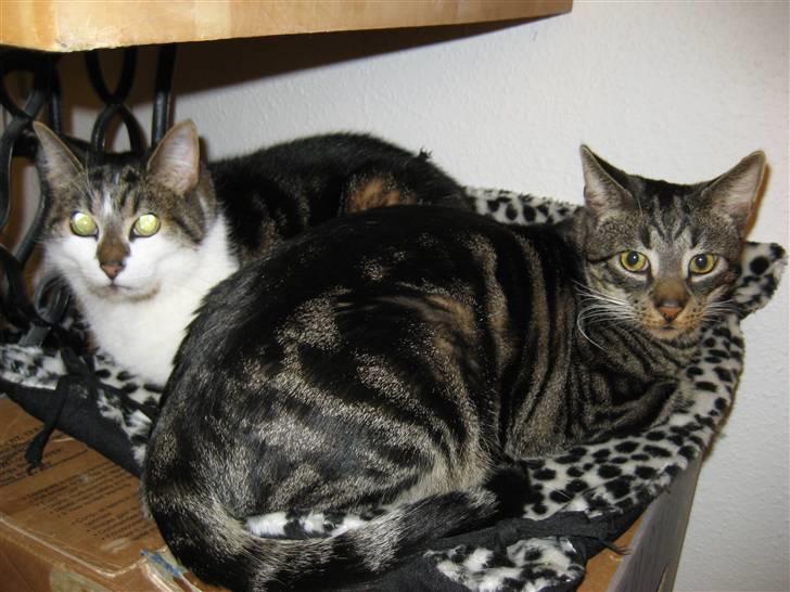 Huskat Mango - Her er Mango samme med vores anden kat , Oskar. billede 5