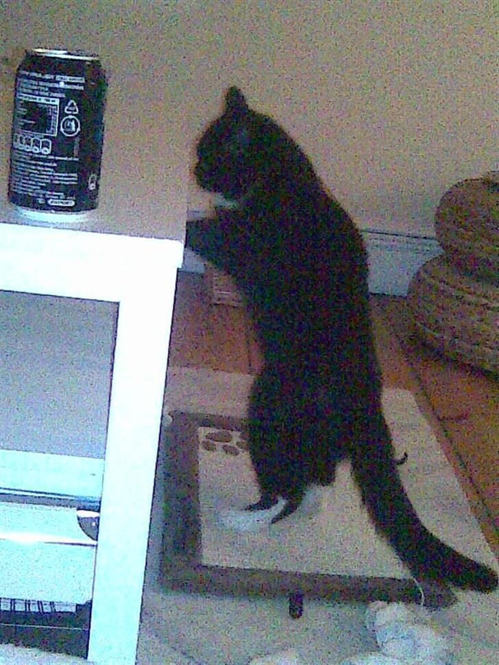 Blanding af racer Ekko billede 1