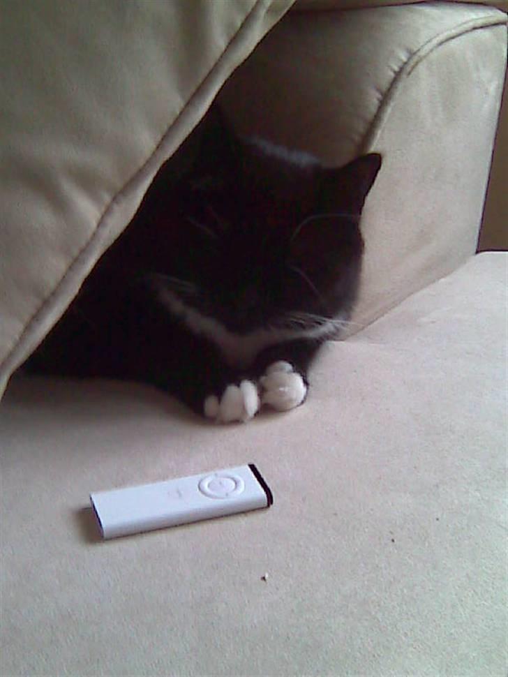 Blanding af racer Ekko billede 2