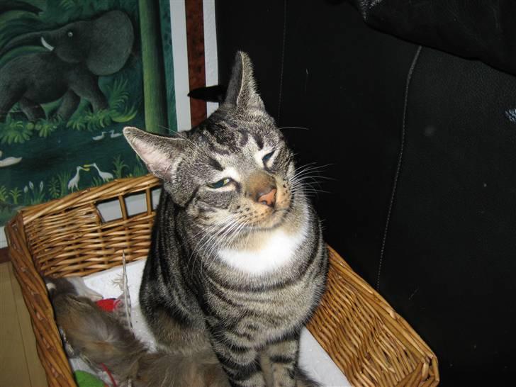 Huskat Mango - Og hva´ er så lige det for et blik??? billede 6