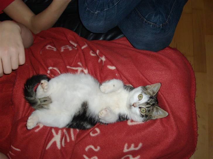 Huskat Carl - HVAD?!! jeg ligger da meget godt:O billede 1