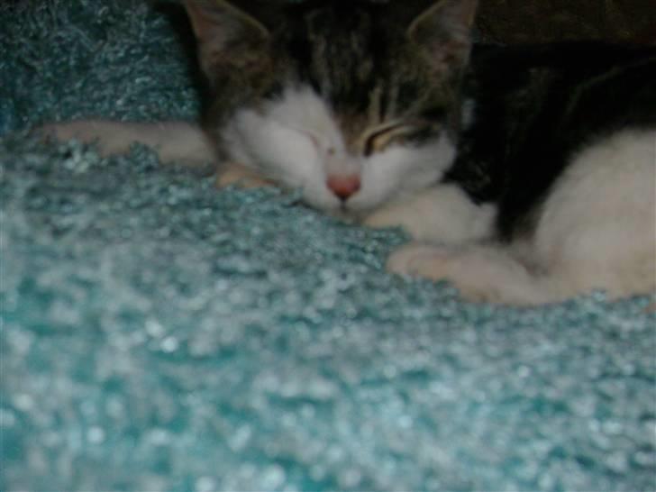 Huskat Carl - zZzZzZ det er dejligt med en lur en gang i mellem:D billede 2