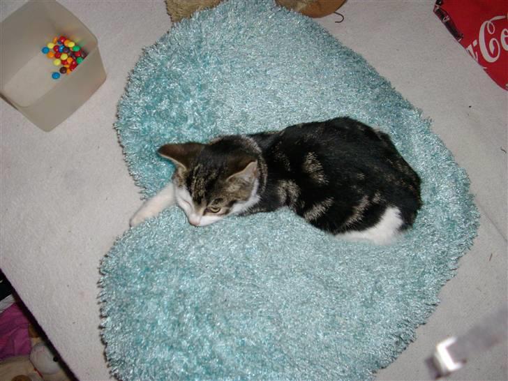 Huskat Carl - se så lille jeg er:D.. nuh ved duh hvorfor jeg hedder minnie:D billede 3