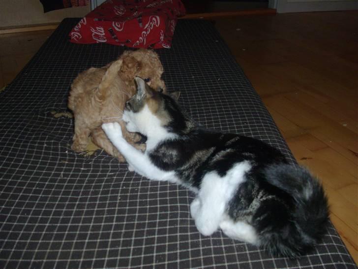 Huskat Carl - hvalpene får bar nogen bank hvis de kommer for tæt på >:) billede 4