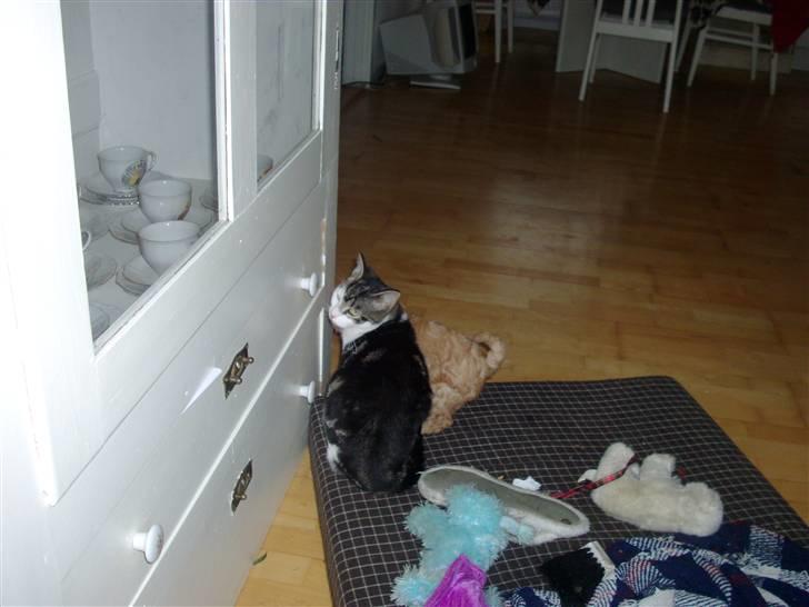 Huskat Carl - iiih altså! de hvalpe er og blir bar mærkelig? de er efter mig hele tiden??? billede 5