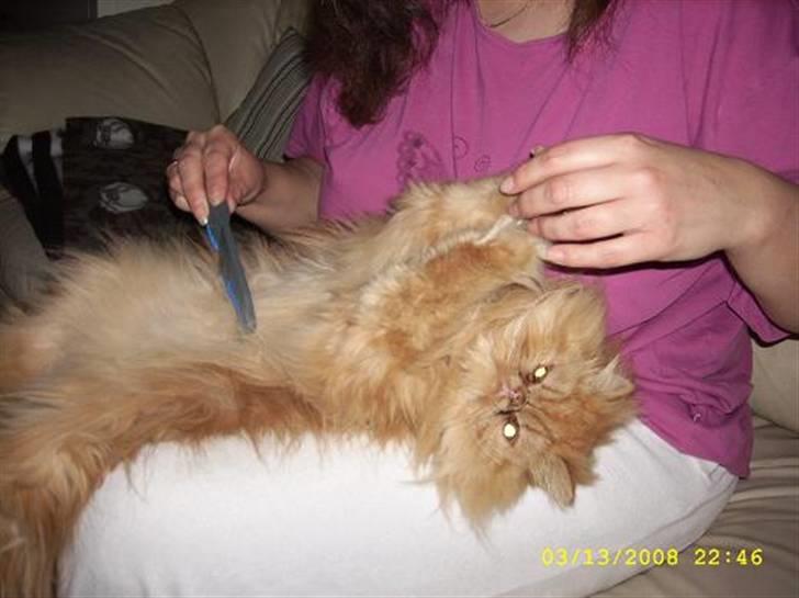 Perser Teddy - Åhhh elsker at blive redt på mavsen... billede 15