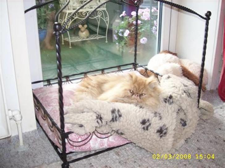 Perser Teddy - Ja godt ligger man jo... billede 16